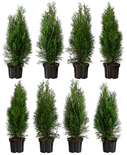 Dehner Thuja Lebensbaum Smaragd, für 2 m Hecke, ca. 60-70 cm, 8 x 3 l Topf