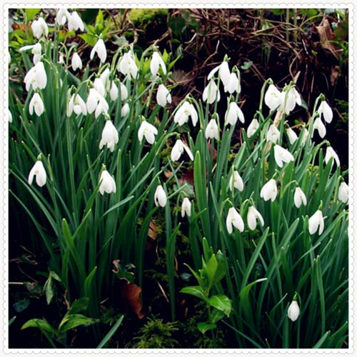 Blumenzwiebel Mix, Winterhart pflanzen, Mehrjährige Blumenzwiebel ist winterhart, Mysteriöse magische Glühbirne, Winterhart zwiebeln -1 Pflanzen Zwiebeln SchneeglöCkchen