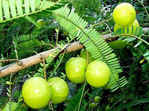 Graines De Phyllanthus Emblica, Arbre Amla, Groseille À Maquereau Indienne, Mtc Paquet De 100 Graines