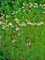 Echte Kamille -Matricaria- 1000 frische Samen >by Saatguthandel Samenchilishop<