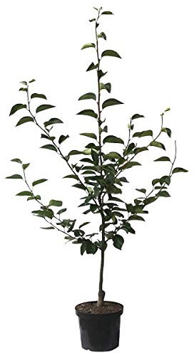 Nashi Mischiratz Nashibaum Asienbirne Apfelbirne Buschbaum 110-140 cm 10 Liter Topfballen Unterlage: Slg