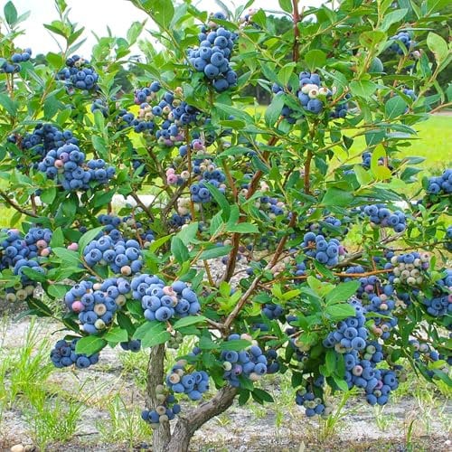 Heidelbeere Blaubeeren Pflanze Elizabeth 1 Pflanze, Vaccinium corymbosum reichtragend Heidelbeere für Töpfe & Kübel | Heidelbeere für Balkon, Terrasse oder Garten, Winterhart