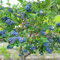 Heidelbeere Blaubeeren Pflanze Elizabeth 1 Pflanze, Vaccinium corymbosum reichtragend Heidelbeere für Töpfe & Kübel | Heidelbeere für Balkon, Terrasse oder Garten, Winterhart