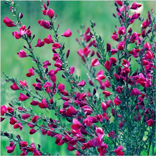 3 Red Broom Cytisus x boskoopii/Boskoop Ruby in 2L Pots, Stunning Flowers 3fatpigs®