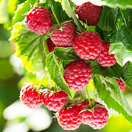 Raspberry Plants, 'Joan J', 1 x Full Plant in a 2 Litre Pot, Fruit Plants, Raspberries, Garden Ready and Ready to Plant, Premium Quality Fruit