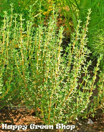 Thyme English Winter 1 200 Seeds + Plant tag + Freebie - Thymus v, Gree