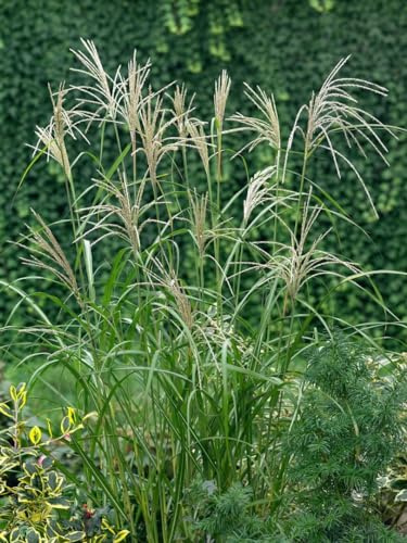 Miscanthus sinensis 'Silberfeder' 11x11 cm Topf – Winterhart, Mehrjährig, Pflegeleicht – Chinaschilf – Ziergras für Beet & Rabatte