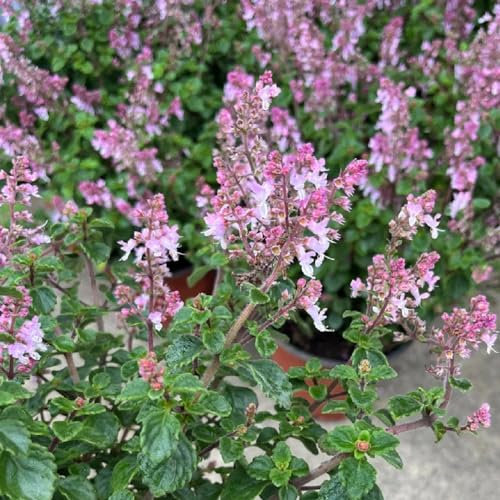 50 pcs plectranthus pflanze samen, blumensamen kaufen, ostergeschenke kräuterbeet balkon, samen kräutergarten balkon, bonsai samen wildblumensamen, winterharte pflanzen für garten