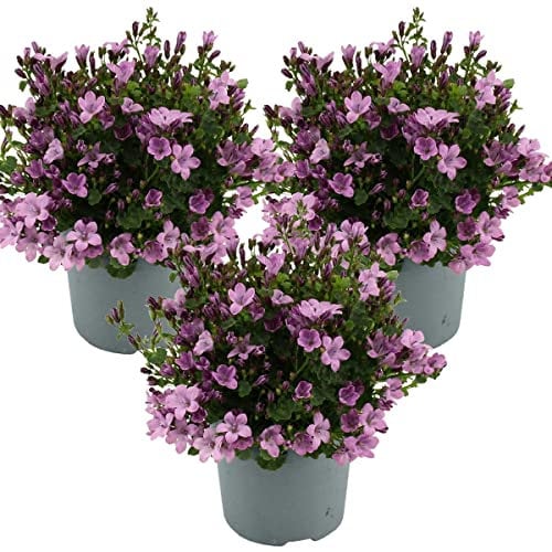 3x Campanula 'Ambella Pink' - Campanula - tappezzante - Resistente - ⌀10.5 cm - 10-15 cm
