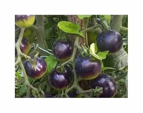 Stk - 20x Tomate Indigo Rose blau schwarz Garten Pflanzen - Samen B390 - Seeds & Plants Shop by Ipsa
