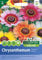 Chrysanthemum Seeds Rainbow Mixed by Country Value