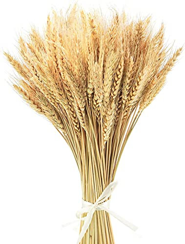 Espigas De Trigo Secas, 100 Piezas 40 Cm De Flores De Trigo Seco De Flores De Trigo Seco Ramo De Hierba Paquete De Flores Artificiales para Chimenea, Hogar, Cocina, Mesa De Iglesia, Boda A
