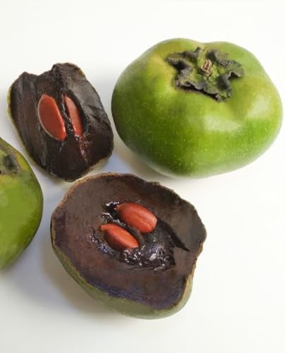 Pianta di ZAPOTE NERO Albero del Cioccolato ‘Diospyros Digyna’ - in vaso Ø 19 cm h. 80/100 cm
