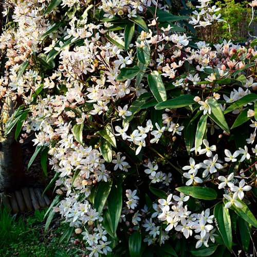 Kletterpflanze - Clematis armandii - Blüte Weiß - Immergrün - Wenig Pflege - Topf 11cm Höhe 40cm