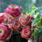 Samen mit Berg Rose Sukkulenten, seltene Sukkulenten Sorten zum Anbau von rosafarbenen Blüten, ideal für Topfpflanzen, leicht zu wachsen, geringer Wartung, 500 Stück/1000 Stück Packung 500pcs a
