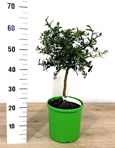 PIANTA DI LIMONE CAVIALE FINGER LIME VERDE SU VASO 20