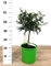 PIANTA DI LIMONE CAVIALE FINGER LIME VERDE SU VASO 20