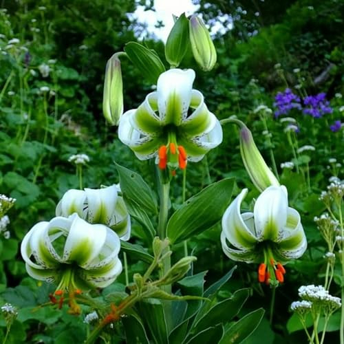 4 pcs lilien zwiebeln kaufen - Lilium brownii - deko wohnzimmer, indoor plants for living room riesenlilien baumlilien winterhart knollen blumengarten zimmerpflanzen echt pflanztopf