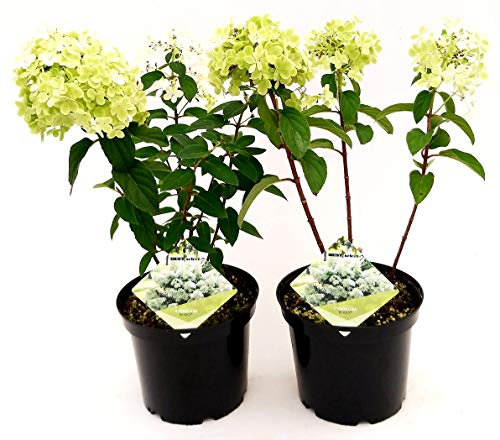 POWERS TO FLOWERS - ORTENSIA PANICULATA BOBO, ORTENSIA ESTIVA, 2 PIANTE, piante vere