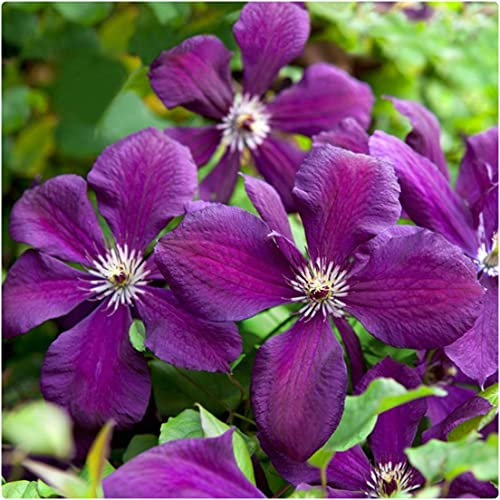 Clematis Viticella Polish Spirit X 3 Large Plug Plants for Potting on by Growtanical