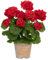 Arborus Kunstblumen Geranie Künstliche Blumen wie echt im Topf Künstliche Geranien Pflanzen im Topf 40 cm Rot Dekoblumen Blumen Deko Tisch Deko Regal Deko Wohnzimmer Deko Bad Deko Büro Deko