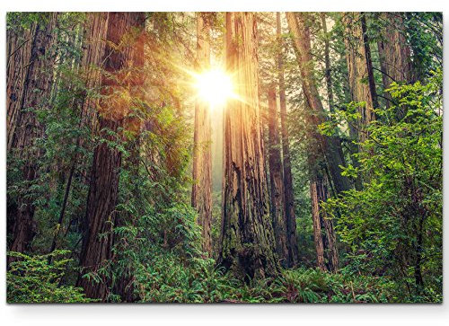 Paul Sinus Art Leinwandbilder | Bilder Leinwand 120x80cm Redwood Forest mit Sonnenstrahlen