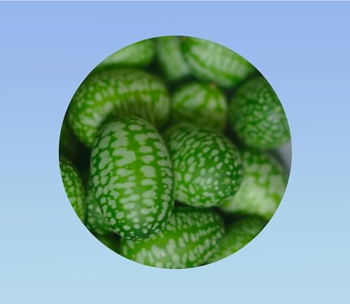 10 graines cucamelon - Melothria scabra green -comestible - Rare - Concombre à confire, plante grimpante de pastèques miniatures