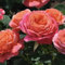 YouGarden Rose 'Love from Lucy', Established Plant in 4 Litre Pot, Ready to Plant, Rose for Pots, Beds, and Borders
