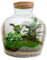 Flaschengarten Fat Joe - DIY-Pflanzenterrarium - 30 cm hoch