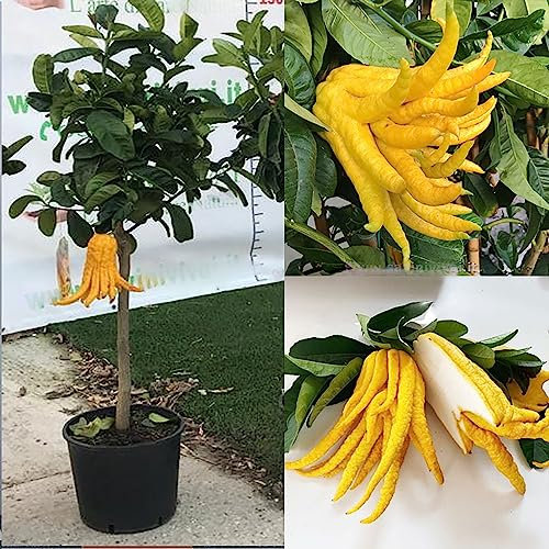 SAVINI VIVAI Zedernpflanze, Zitrusbaum, Buddhas Hand, Zeder im 35 cm Topf, Höhe 150–180 cm, 6–7 Jahre Veredelung, hergestellt in Italien