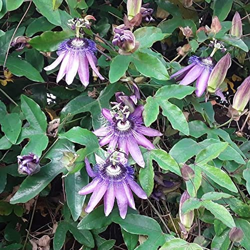 GardenersDream Passiflora Amethyst - Lila Passionsblume Pflanze - Kletterpflanzen Exotisch - Balkon Pflanzen Außergewöhnlich