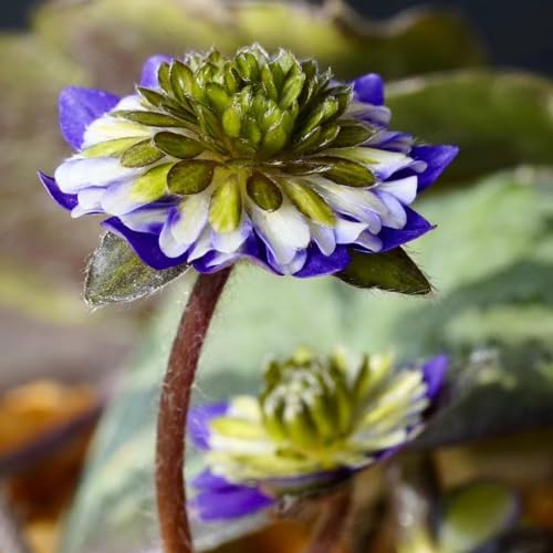 90 pcs leberblümchen pflanze samen bonsai topf hochbeet für balkon Hepatica nobilis, bonsai samen pflanze blumen deko robuste balkonpflanzen winterhart bienen wiese balkonpflanzen