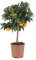 KENTIS - Citrus Reticulata – Mandarinenpflanze – Aussenobstbäume in Vase - Hoch 70-80 cm Topf Ø 20 cm