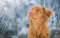 LHJOY impossible clear jigsaw puzzle 1000 pieces Snow dog