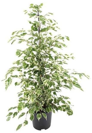 Ficus benjamina - Crepuscolo - Ø 21 cm - 95 cm