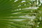 Graines Palmier de Californie - Washingtonia filifera - Sachet de 15 graines - Graines de style