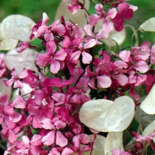 12 unità Lunaria Annua - Moneta del Papa Vaso 9x9cm ±1 m² - Pianta con Fiori Viola e Semi Decorativi