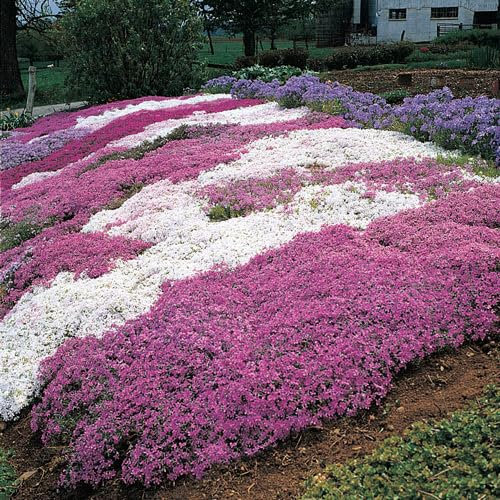 Nuovi semi di fiori freschi 20 pezzi Phlox Subulata Aachondra