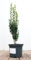 Ilex crenata 'Fastigiata' 30-40 cm - Japanische Stechpalme, immergrün, säulenförmig, ideal für Hecken und Kübel, pflegeleicht und winterhart