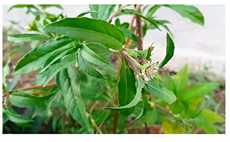Pcs - 60x Eclipta Prostrata Daisy Garden Plants - Seeds ID97 & Plants Shop by Ipsa