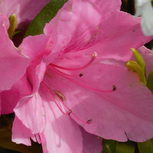 Vivai le Georgiche - Pianta vera di Azalea Encore Sweetheart Serie Encore® Rododendro 'Sweetheart' - vaso Ø 19 cm