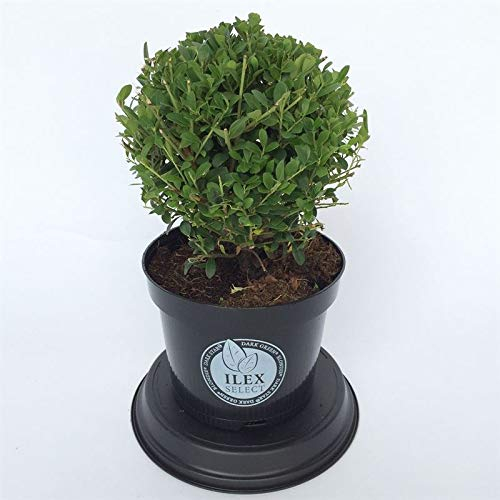 Stechpalme Ilex Sorte: Dark Green® (Ilex crenata). Buchsbaum-Ersatz, dunkelgrünes Laub, schnittverträglich, winterhart und immergrün, (Kugel ca. 15cm im Durchmesser, im 17cm Topf)