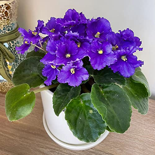 Usambaraveilchen Pflanzen Samen,Matthiola Incana,Levkoje Violet Violette,wildblumensamen Pflanzen Topf Balkonpflanzen Winterhart Wiesenblumen Wildblumensamen Mehrjährig Geschenke Garten 150 Stück