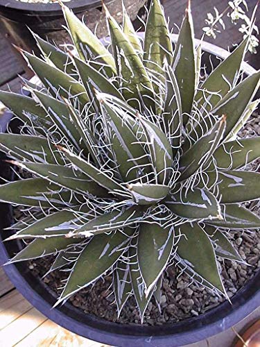 Farmerly Heirloom Agave Filifera Rare Succulent Thread Leaf Plant Seed Exotic Garden Aloe 15 Seeds