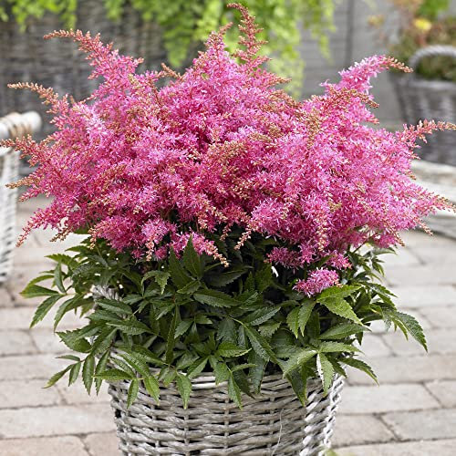 Astilbe Short 'n' Sweet Raspberry | Garden Ready Herbaceous Perennial Plants | Pink Flowering Outdoor Potted Plant for Borders, Flower Beds and Pots (10-20cm Incl. Pot)