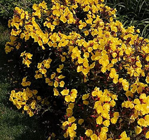 Nachtkerze Sonnenwende - Oenothera fruticosa - lebende Gartenpflanze aus den Baumschulen
