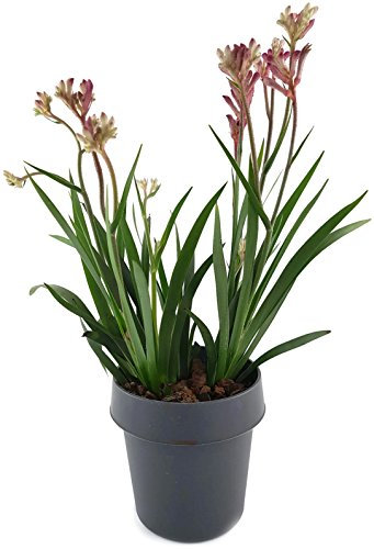 Känguruhpfötchen - Anigozanthos - pflegeleichte Zimmerpflanze - für warme Monate Terrasse/Balkon möglich - Kangaroo Paw australiens Schönheit für zu Hause (pink)