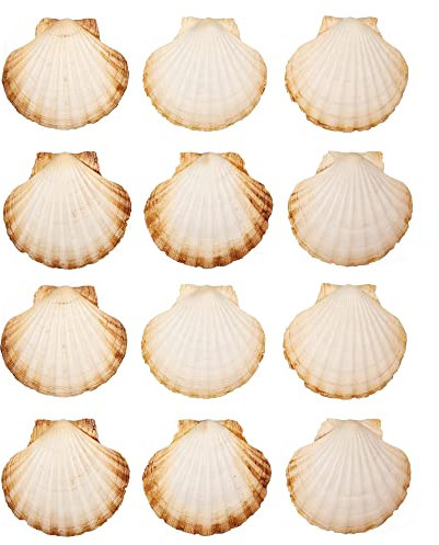 Finoly Große Natürliche Muschelschalen Jakobsmuscheln Muscheln 10x11 cm Paket 4/8/12/16 Stück | Jakobsmuschel Schalen für die Küche Dekoration Handwerk DIY (12, Rund)