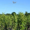 Gardline - Kirschlorbeer Genolia 140-160 cm. 3-200 Pflanzen. Hecke: immergrün & blickdicht - 7 St. (ca. 3 Meter)