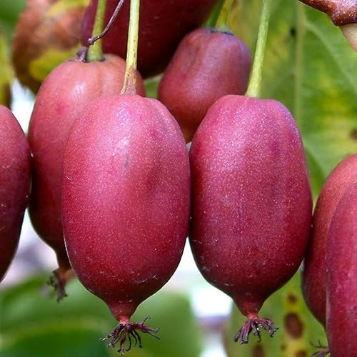 Actinidia Hardy Red Weibliche 1L - Pflanze für Anfänger und professionelle Gärtner - Ideal für Kleingarten, Garten - Schöne Pflanze mit ungewöhnlichen Blüten - Genießen Sie jeden Tag ihre Farben